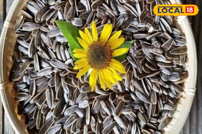 সূর্যমুখীর বীজের মধ্যে প্রোটিন ও অন্যান্য পুষ্টিকর উপাদান রয়েছে যা ক্লান্তি ও অন্যান্য রোগ দূর করতে সাহায্য করে। 