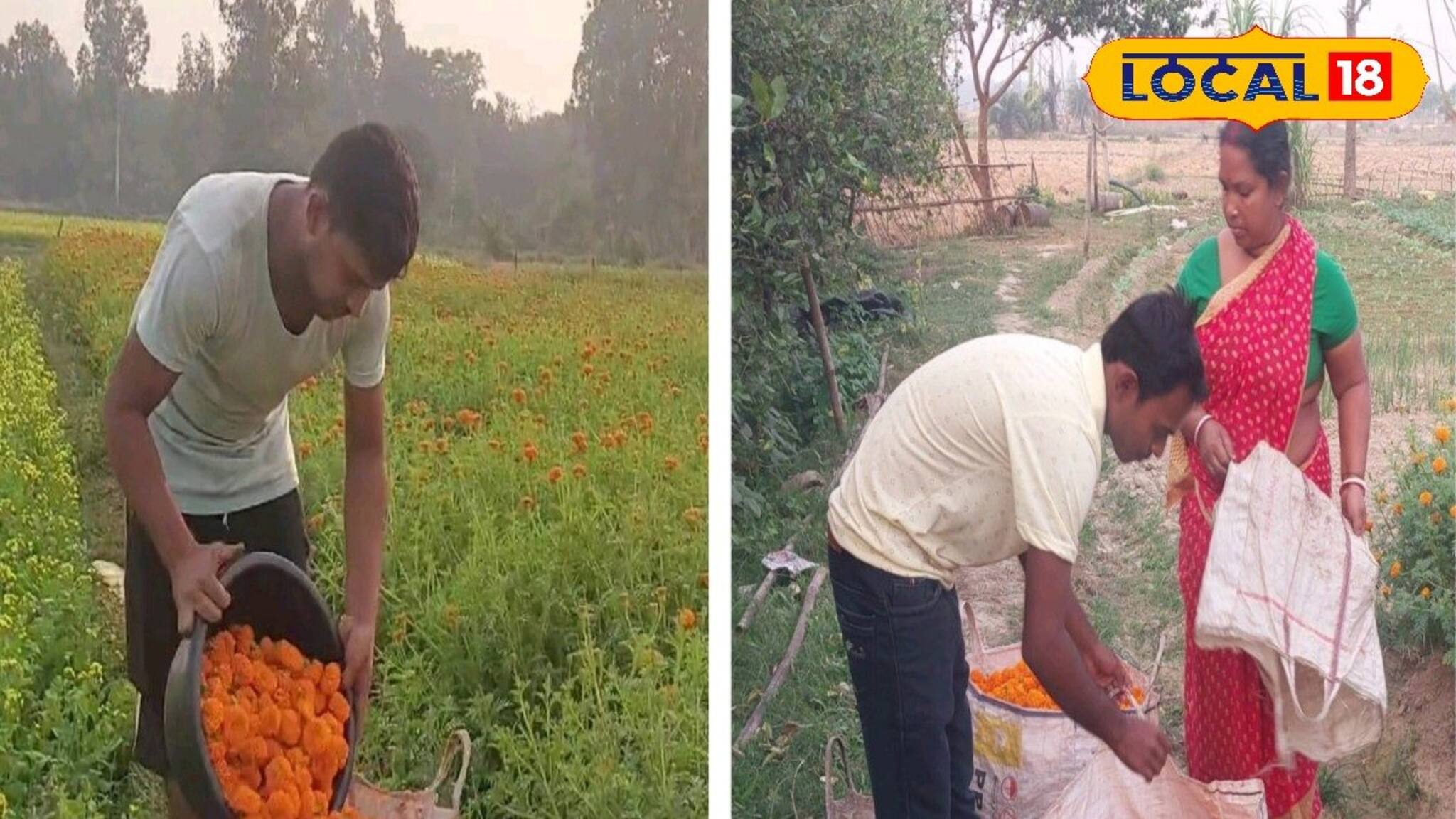 সারাবছর থাকে ব্যাপক চাহিদা! গাঁদা চাষ করেই বিরাট লাভ, আয় হবে কাঁড়ি কাঁড়ি টাকা