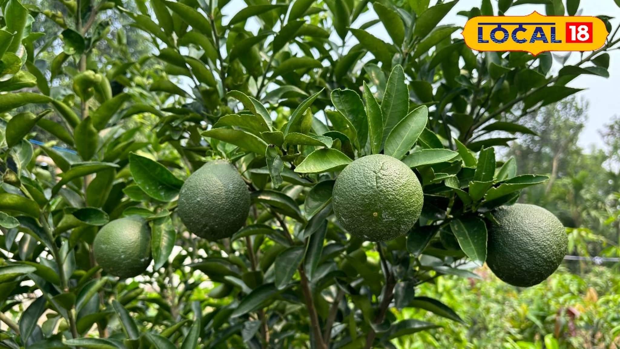 Business Opportunity: মুসাম্বি লেবুর চাষ করে লাভবান হওয়া যায় সহজেই, জানুন বিস্তারিত 