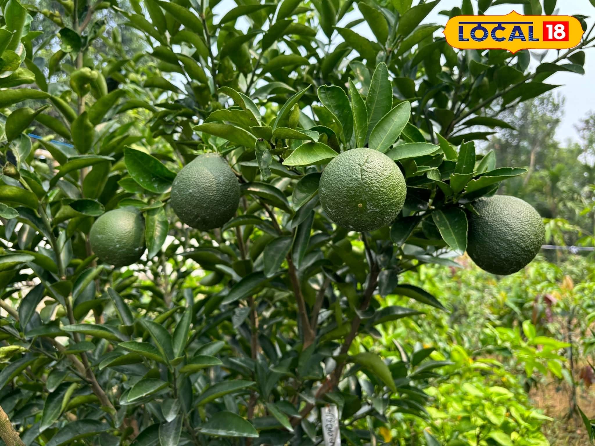 Business Opportunity: মুসাম্বি লেবুর চাষ করে লাভবান হওয়া যায় সহজেই, জানুন বিস্তারিত 