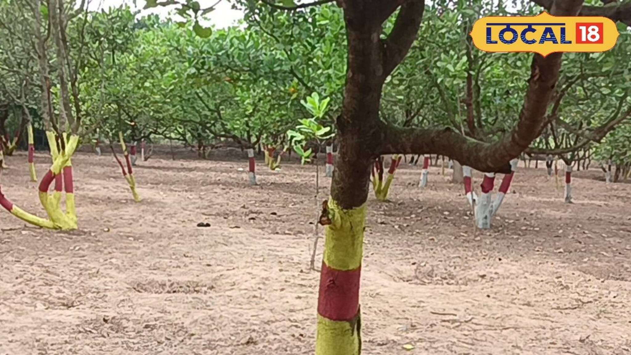 Jhargram News: নদীর তীরে বা শাল জঙ্গল নয়, কাজু বাগানে পিকনিকের ইচ্ছা রয়েছে? রইল সেরা ঠিকানা