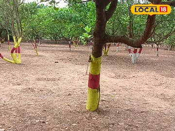 ঝাড়গ্রামের