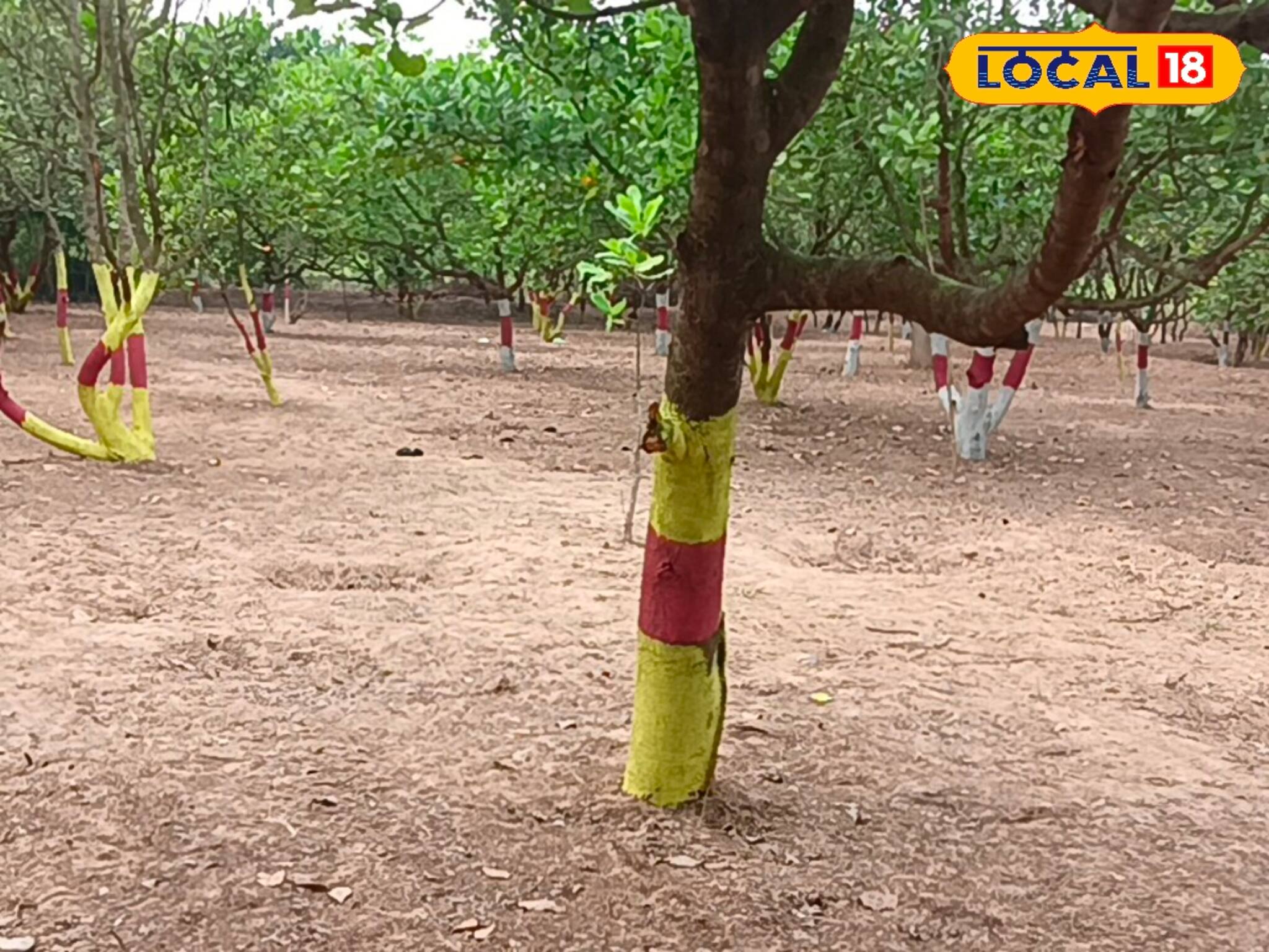 Jhargram News: নদীর তীরে বা শাল জঙ্গল নয়, কাজু বাগানে পিকনিকের ইচ্ছা রয়েছে? রইল সেরা ঠিকানা