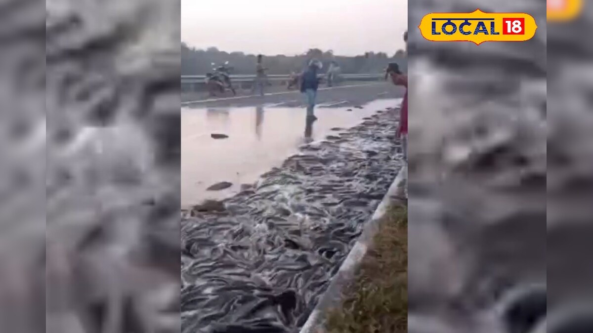 On the national highway, the car overturned and fish are lying on the road, টে আসে স্থানীয়রা, পুলিশকে খবর দিলে ঘটনাস্থলে পুলিশ গিয়ে হাতে হাত মিলিয়ে মাগুর মাছগুলি জাতীয় সড়ক থেকে উদ্ধার করার চেষ্টা করে। তবে এই ঘটনায় হতাহতের কোনও খবর নেই।