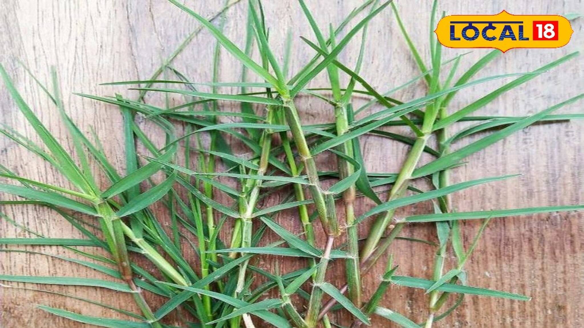 এই ঘাস খেলেই বাড়বে গর্ভধারণ ক্ষমতা! দূর হবে জটিল রোগ! জানুন চিকিৎসকের মত