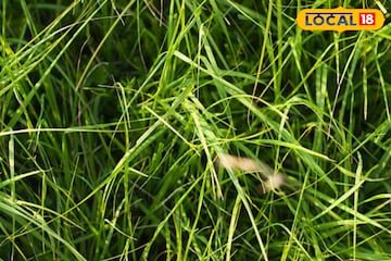 এই ঘাস খেলেই বাড়বে গর্ভধারণ ক্ষমতা! দূর হবে জটিল রোগ! জানুন চিকিৎসকের মত এই ঘাস খেলেই বাড়বে গর্ভধারণ ক্ষমতা! দূর হবে জটিল রোগ! জানুন চিকিৎসকের মত