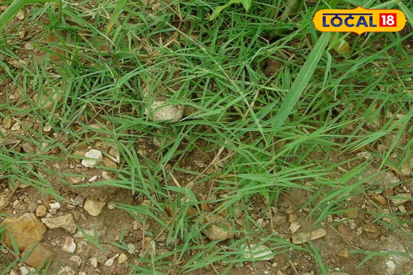  দূর্বা ঘাস সন্তান ধারণের ক্ষেত্রেও সম্ভাবনাময় ওষুধ। গর্ভধারণে অসমর্থ হলে দূর্বা ও আতপ চাল এক সঙ্গে বেটে বড়া করে ভাতের সঙ্গে সপ্তাহে তিন-চারদিন খেলে গর্ভধারণের সম্ভাবনা বাড়িয়ে দেয়।