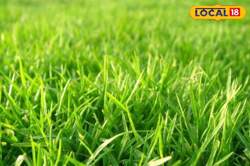  দূর্বা ঘাস শরীরের রেচনতন্ত্রের স্বাভাবিকতা ফিরিয়ে আনতে সহায়তা করে। প্রস্রাবে কষ্ট হলে দূর্বার রস দুধ ও জল মিশিয়ে খেলে উপকার মেলে। 