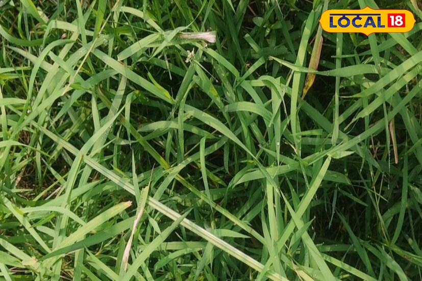 চিকিৎসক রঞ্জিত দত্ত জানান, 