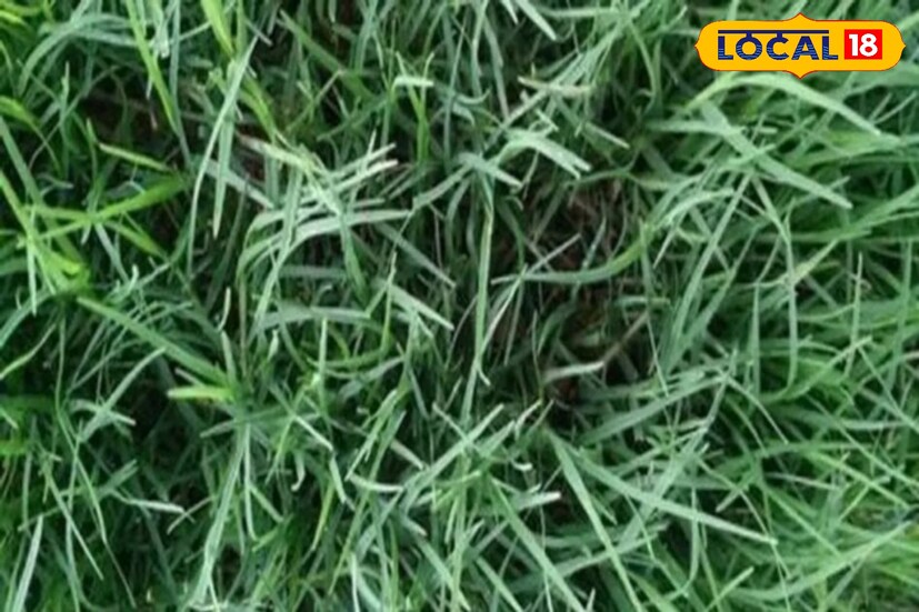 আয়ুর্বেদীয় মতে, দূর্বা ঘাস মহৌষধ। মুখ, নাক ছাড়াও শরীরের বিভিন্ন অংশ দিয়ে রক্ত পড়তে থাকলে দূর্বা ঘাসের রসের সঙ্গে কাঁচা দুধ মিশিয়ে খাওয়ালে রোগের উপশম হয়।