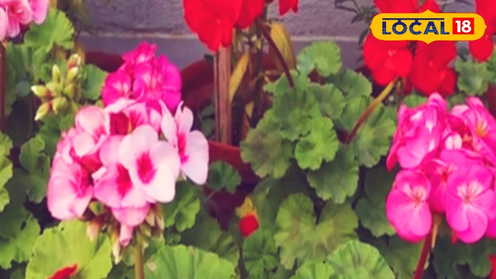 বসন্তকাল পর্যন্ত ফুল দেবে ফুলের রাজা জেরেনিয়াম! শুধু এইভাবে করতে হবে পরিচর্যা