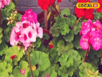 জেরেনিয়াম 