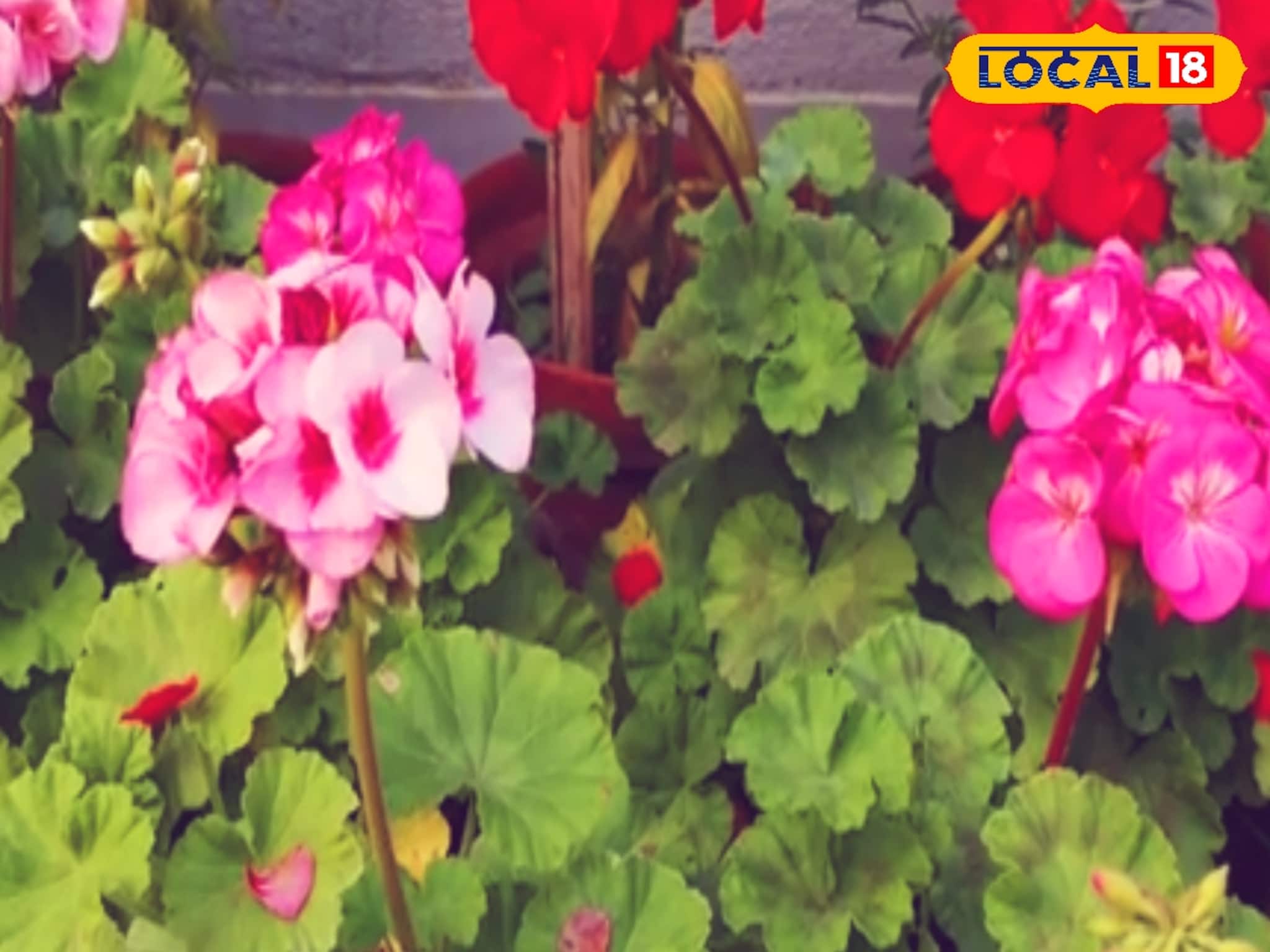 বসন্তকাল পর্যন্ত ফুল দেবে ফুলের রাজা জেরেনিয়াম! শুধু এইভাবে করতে হবে পরিচর্যা