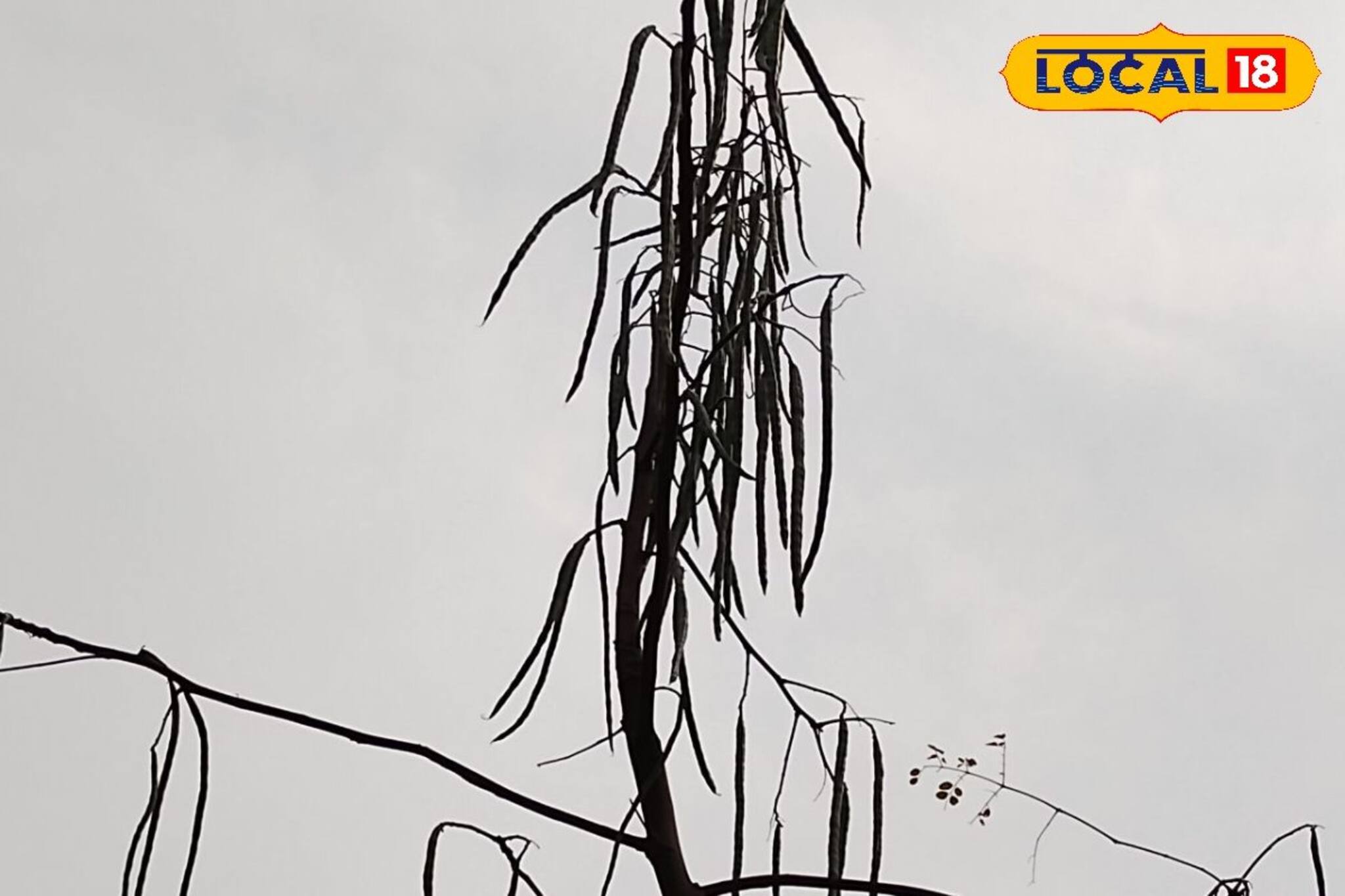 ভুতুড়ে গাছ! ভয় না পেয়ে খেতে হবে এই গাছের পাতা থেকে ডাল! দূর হবে জটিল রোগ