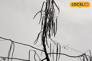ভুতুড়ে গাছ! ভয় না পেয়ে খেতে হবে এই গাছের পাতা থেকে ডাল! দূর হবে জটিল রোগ ভুতুড়ে গাছ! ভয় না পেয়ে খেতে হবে এই গাছের পাতা থেকে ডাল! দূর হবে জটিল রোগ