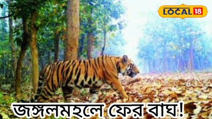 বাঘের প্রতিকি চিত্র