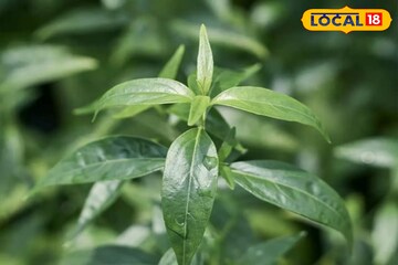 ক্যানসার, হৃদরোগ থেকে হাড়ের ব্যথা কমায়! বহু রোগের ওষুধ এই তেতো পাতা!