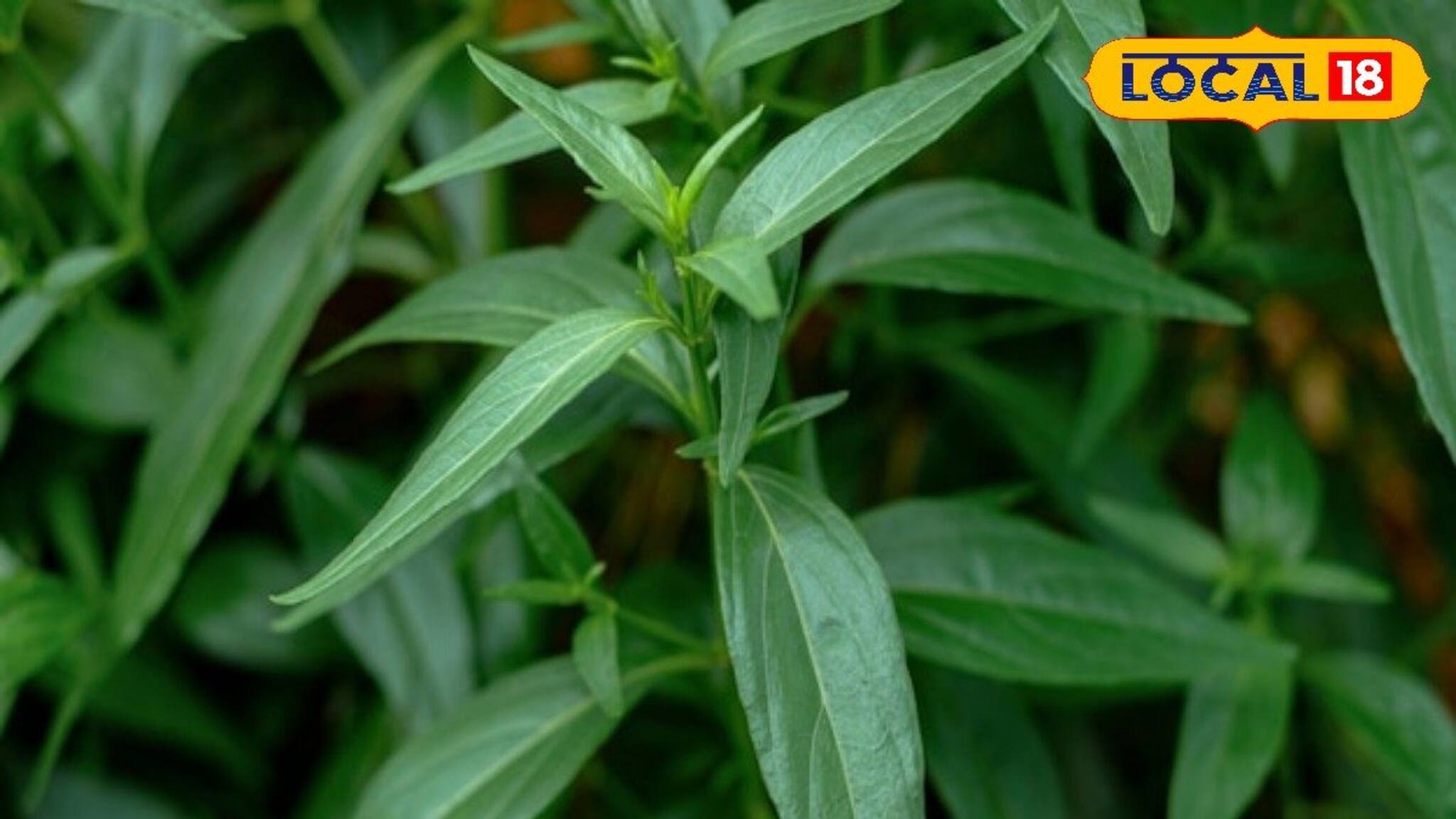 ক্যানসার, হৃদরোগ থেকে হাড়ের ব্যথা কমায়! বহু রোগের ওষুধ এই তেতো পাতা!