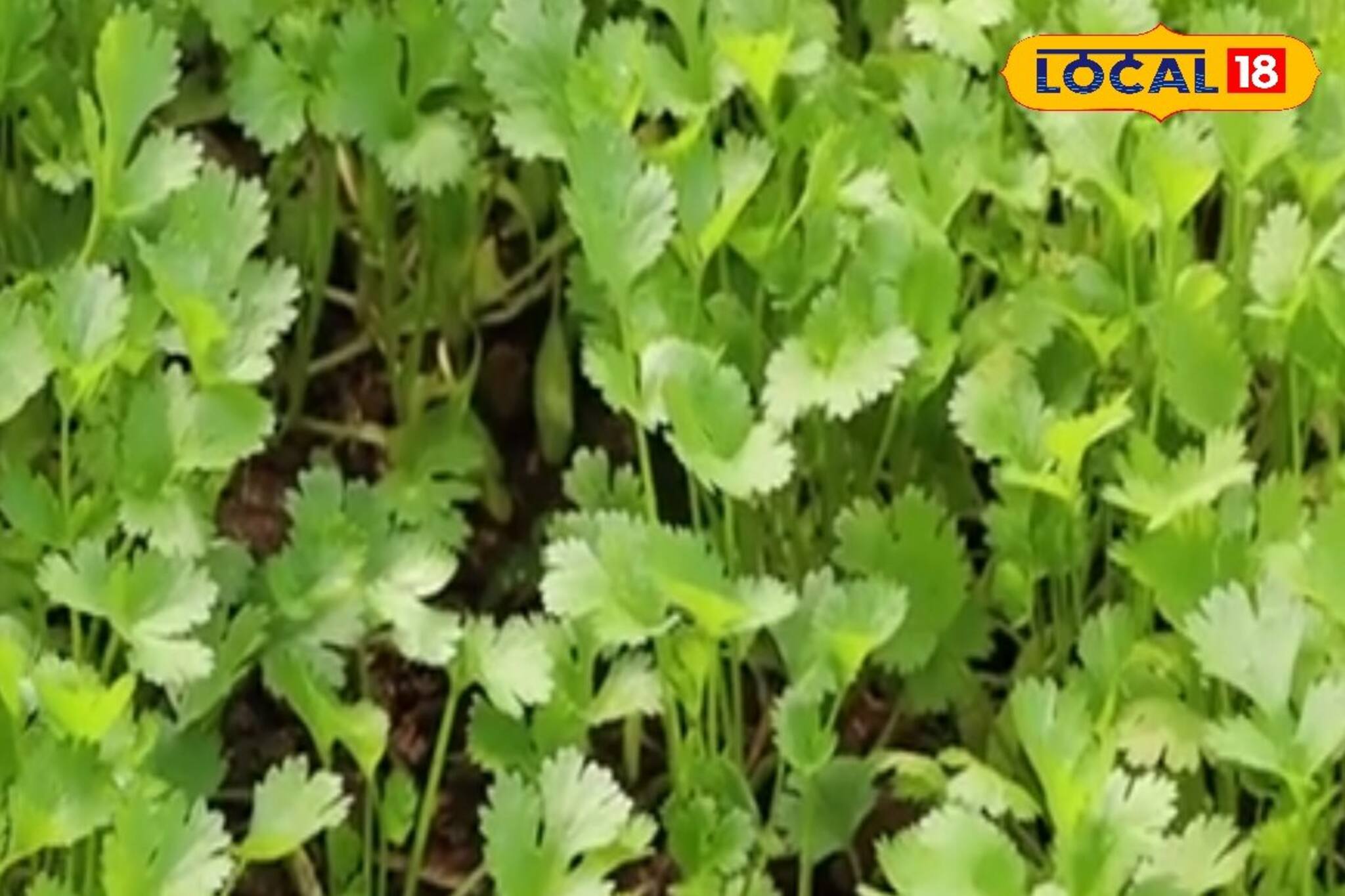 বাজার থেকে আর টাকা দিয়ে কিনতে হবে না, এবার বাড়িতে খুব সহজেই চাষ করুন