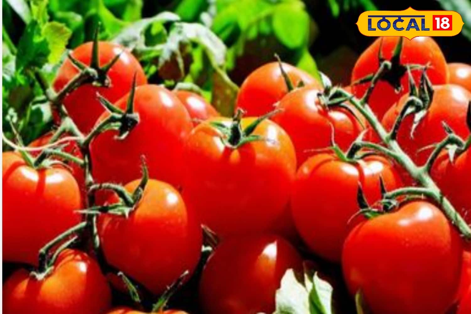 Tomato, পোকা লেগে যাচ্ছে সাধের 'টোম্যাটো'য়? রান্নাঘরের একটা জিনিস ছিটিয়ে দিলেই জব্দ রোগ! 