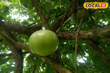 ১ টারই ওজন ১২ কেজি! গাছ ভরে ঝুলে থাকা আশ্চর্য ডুগডুগি ফল আজও রহস্যময়