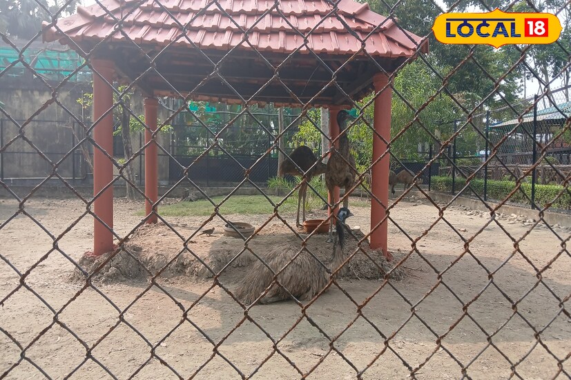 বর্তমান সময়ে পশু পাখিদের আরও বেশি যত্ন পৌঁছে দিতে বিভিন্ন সংস্থা এবং বহু মানুষ এগিয়ে এসেছেন। বাৎসরিক খরচ ভার গ্রহণ করে কর্তৃপক্ষকে সহযোগিতা করা। হাওড়ার গড়চুমুক জুওলজিক্যাল পার্কেও রয়েছে সেই সুযোগ। 