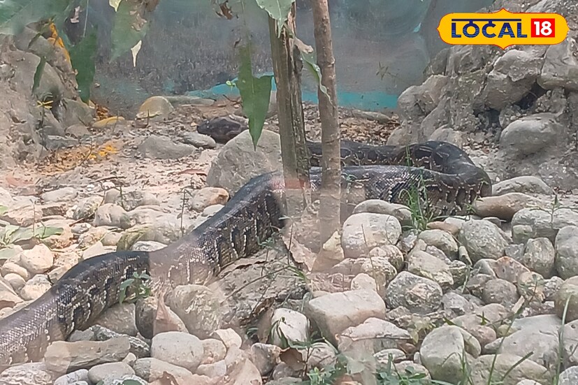পশু দত্তক নিতে অনলাইন বা অফলাইনে আবেদন করা যায়। চিড়িয়াখানায় নামসহ পোস্টার লাগানো থাকে। এছাড়াও দত্তক কারীর পরিবারের এক বছরের বিনামূল্যে চিড়িয়াখানা বেড়ানোর সুযোগ থাকে। গড়চুমুক মিনিযুতে ২০২৩ সালে এই পশু দত্তক দেওয়া শুরু হয়।