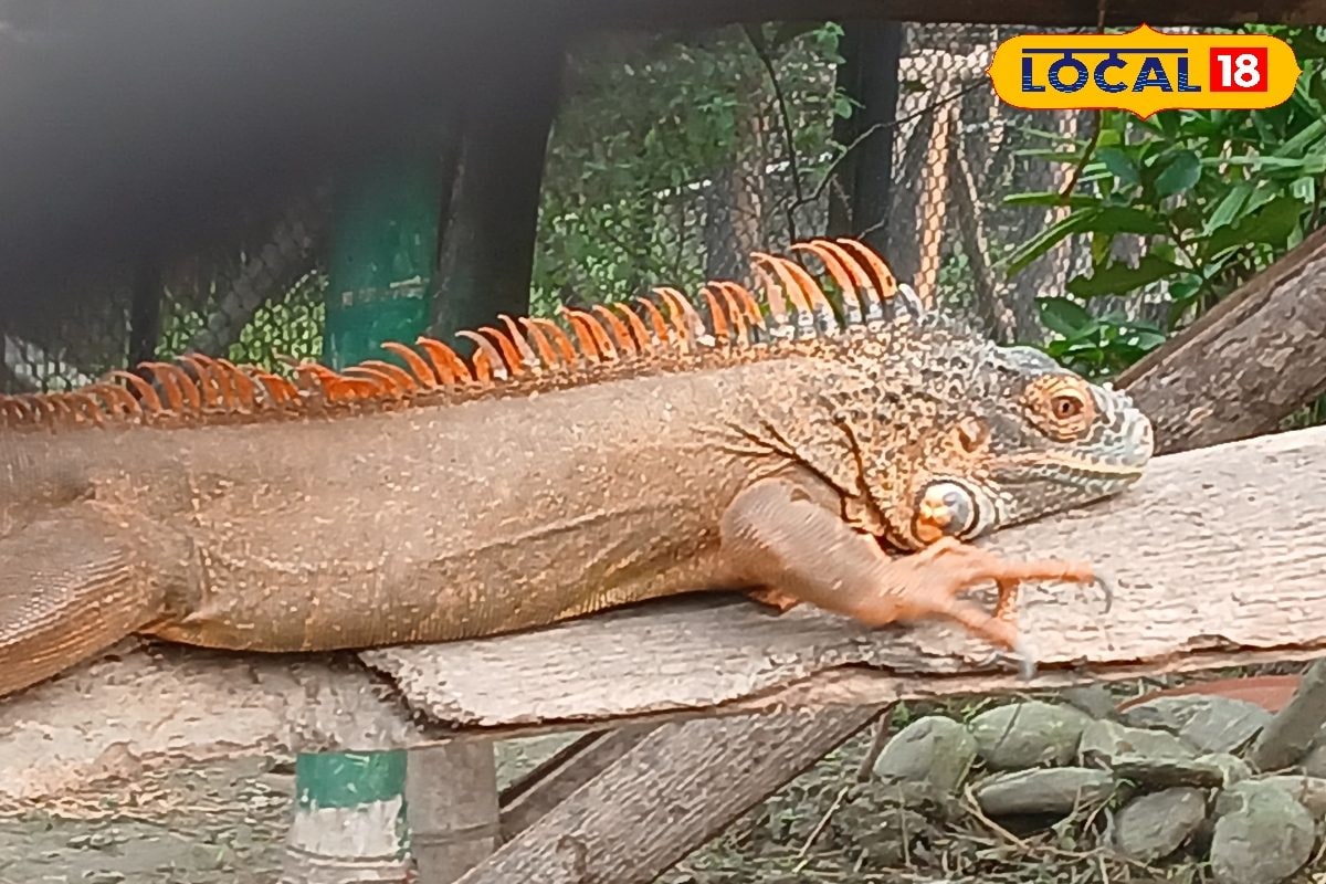 Howrah News: গড়চুমুক মিনি জু’তে পছন্দের প্রাণী দত্তক নিতে পারেন আপনিও! 