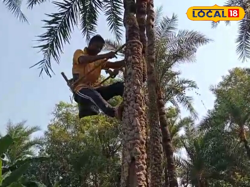 খেজুর গাছের মতো বরই গাছও কাঁটাযুক্ত। বাড়ির আঙিনায় বা বাড়ির বাইরে লাগালে পারিবারিক কলহ দেখা দিতে পারে। বাড়িতে অশান্তির পরিবেশ তৈরি হবে। বরই গাছ বাড়ির আঙ্গিনায় বা বাড়ির ঠিক বাইরে লাগানো উচিত নয়।