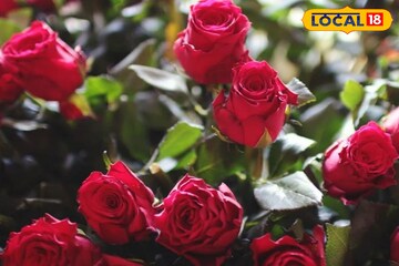 শীতে গাছ ভর্তি গোলাপ চান? এই এক কাজে বাজিমাত! ফুলে ফুলে ভরে উঠবে আপনার বাগান