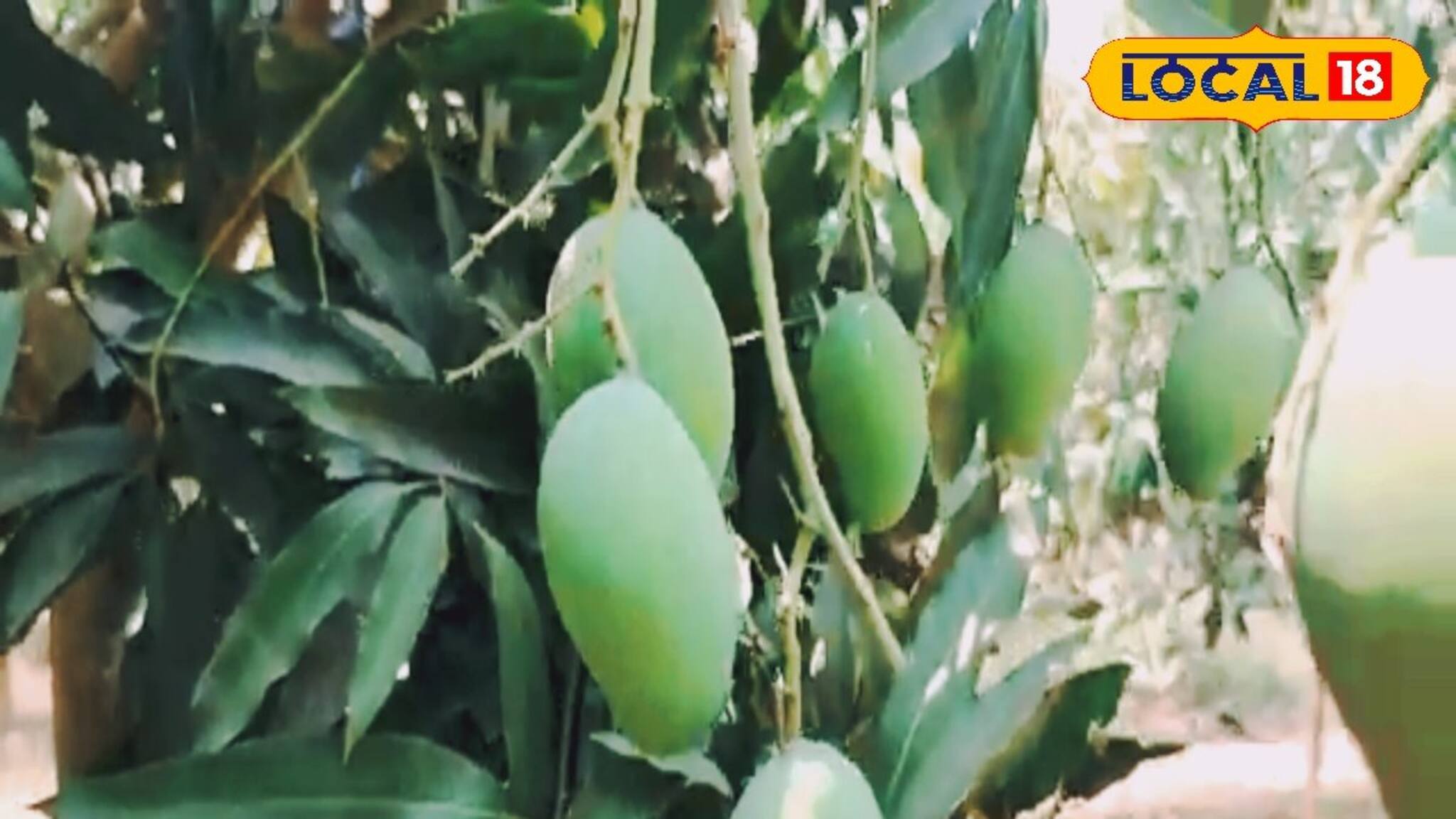 North Dinajpur News: শুধু গ্রীষ্মকালই নয় কনকনে শীতে পেয়ে যাবেন এই আম