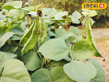 South Dinajpur News: বোরো ধান চাষের পরিবর্তে শিতকালীন সিম চাষ করে ব্যাপক আয়ের দিশা দেখাচ্ছেন তরুণ দাস South Dinajpur News: বোরো ধান চাষের পরিবর্তে শিতকালীন সিম চাষ করে ব্যাপক আয়ের দিশা দেখাচ্ছেন তরুণ দাস