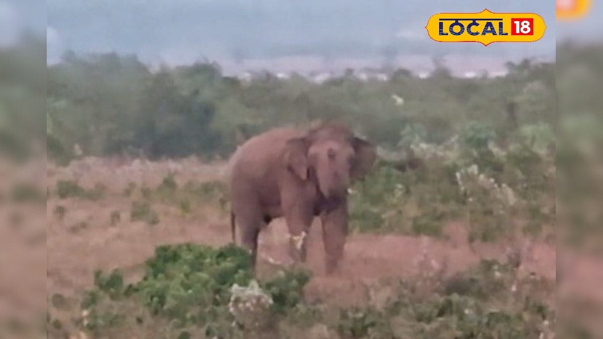 Elephant sighting at dooars