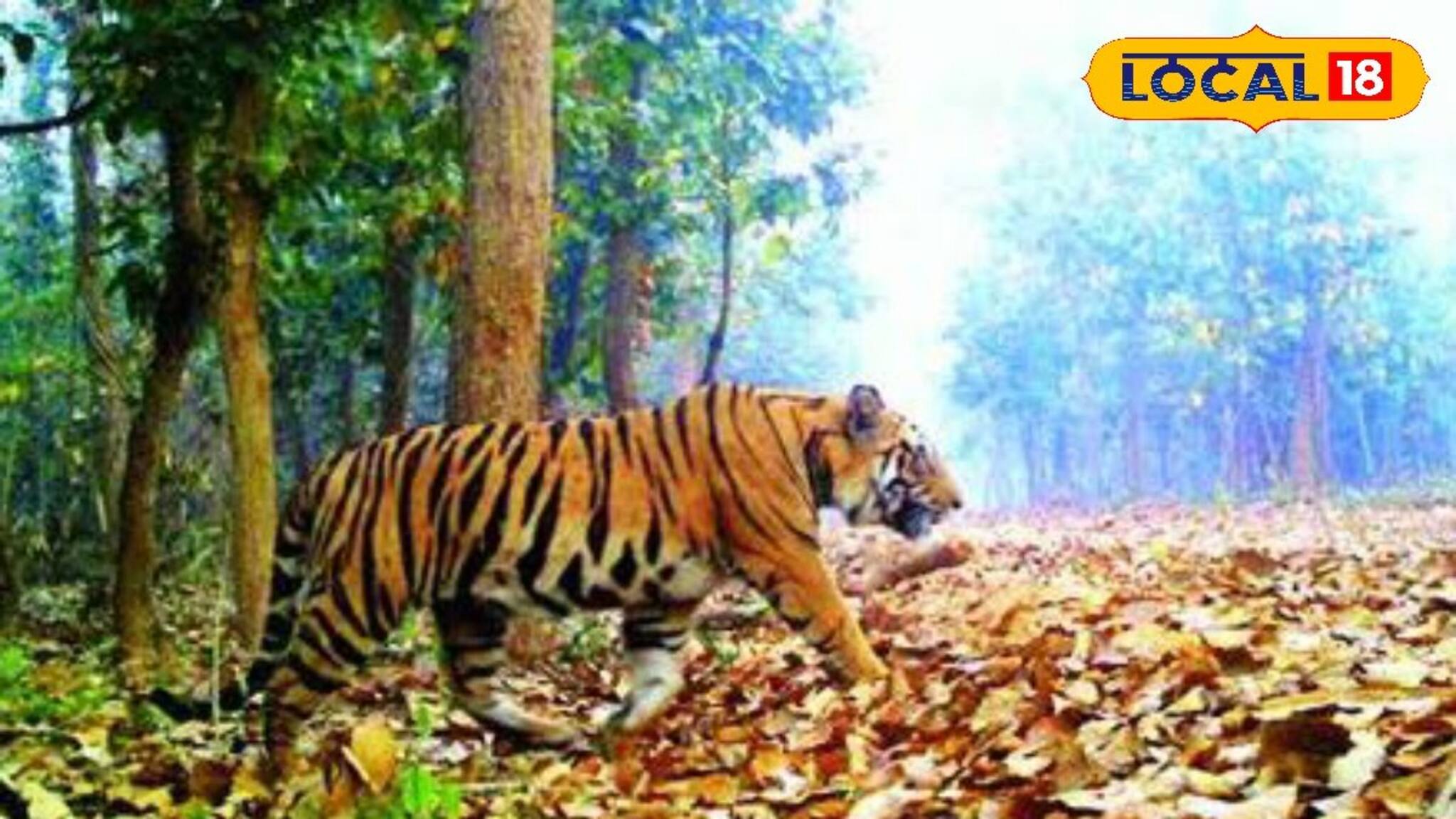 Tiger In Bengal: অশনি সংকেত! না আর বোধহয় বেশিদিন নয়, এবার বাঘের গতিপথ ঘুরে, ব্রিজিং পদ্ধতিতে ঘরের রাস্তা দেখানো হবে জিনতকে
