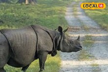 পর্যটকদের জন্য দারুণ খবর! ডুয়ার্সে কি বাড়ল গন্ডারের সংখ্যা! জানুন পরিসংখ্যান