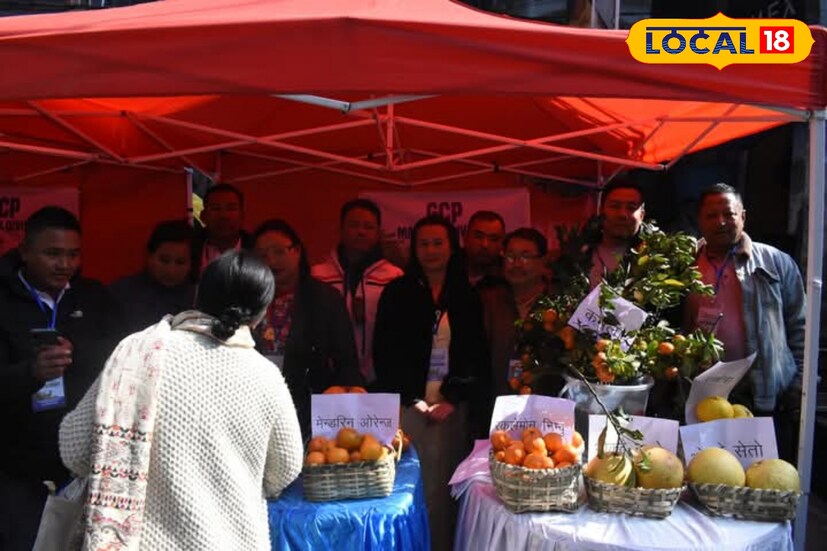 বিশেষ করে সিঙ্কোনা প্রকল্পের অধীনে এই কাজ বেশি করা হচ্ছে। ২০২২ থেকে উদ্যানপালন দফতর পাহাড়ের লেবুকে তুলে ধরতে অরেঞ্জ ফেস্টিভালের আয়োজন করছে। 