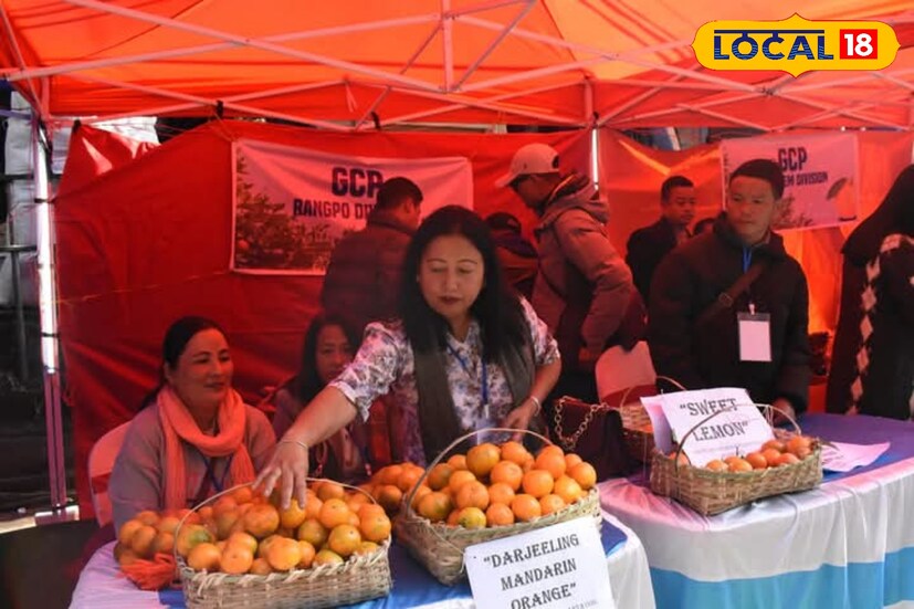 এবার উৎসবে পাহাড়ের বিভিন্ন প্রান্ত থেকে ৫০ জন কমলাচাষি স্টল দিয়েছেন। স্থানীয়দের পাশাপাশি কালিম্পংয়ে থাকা কিছু পর্যটক এদিন স্টলগুলিতে ঘুরেছেন। 
