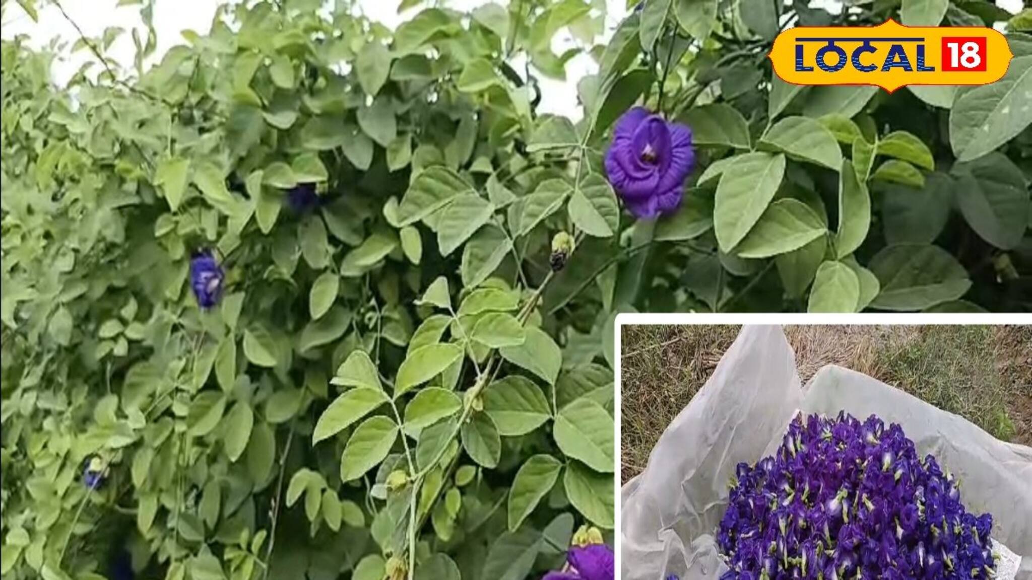 New Business Opportunity: অপরাজিতা ফুল চাষ দেখিয়েছে নতুন রোজগারে পথ, মোটা টাকা রোজগারের বিশাল সুযোগ