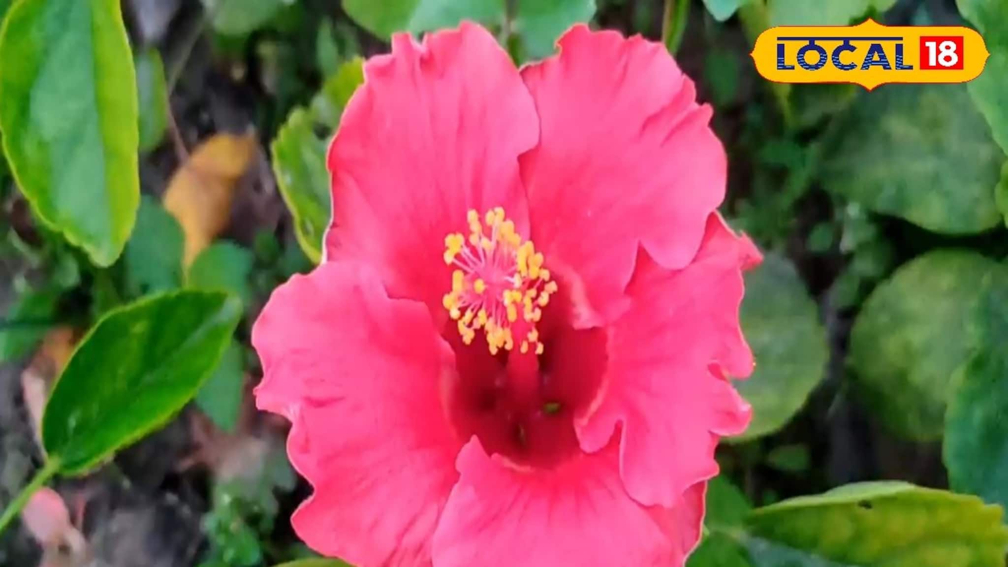 Hibiscus Cultivation: একবার গাছ লাগালে ফুল ফুটবে বারো মাস! ‌এই জবা চাষে ব্যাপক লাভ! জানুন