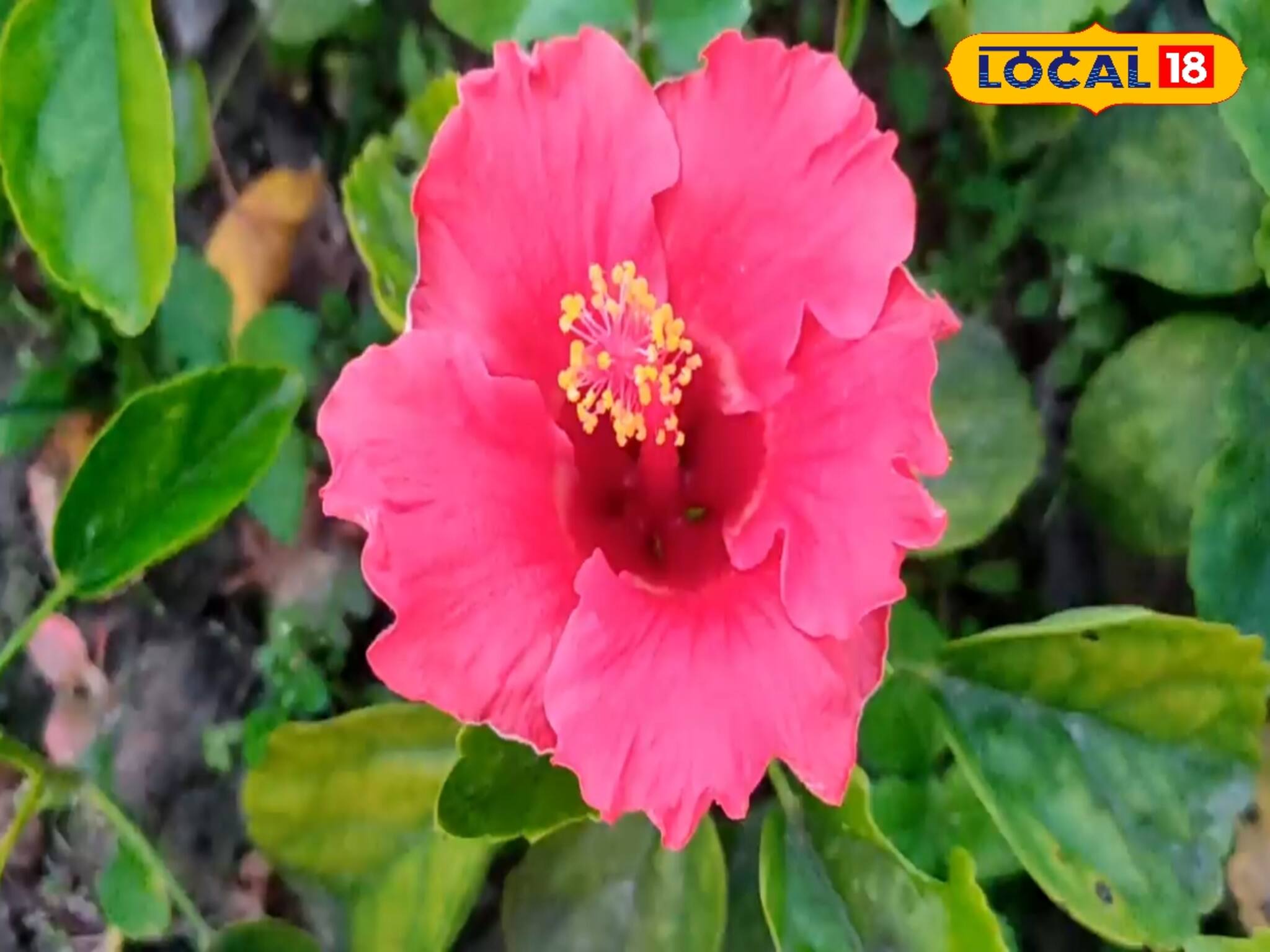 Hibiscus Cultivation: একবার গাছ লাগালে ফুল ফুটবে বারো মাস! ‌এই জবা চাষে ব্যাপক লাভ! জানুন