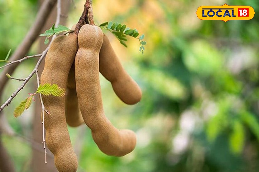 তেঁতুল গাছ বাড়ির আঙিনায় বা বাইরে লাগানো উচিত নয়। ঘরে তেঁতুল গাছ লাগালে নেতিবাচক শক্তি ছড়িয়ে পড়বে। আর্থিক অবস্থা খারাপ হয়ে যাবে। এতে পারিবারিক কলহও হতে পারে, তাই বাড়িতে তেঁতুল গাছ লাগানো উচিত নয়।