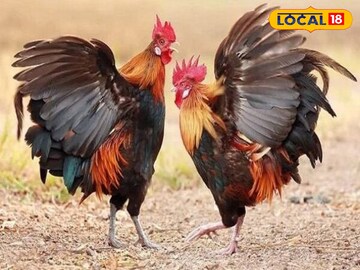 মোরগ মোরগ