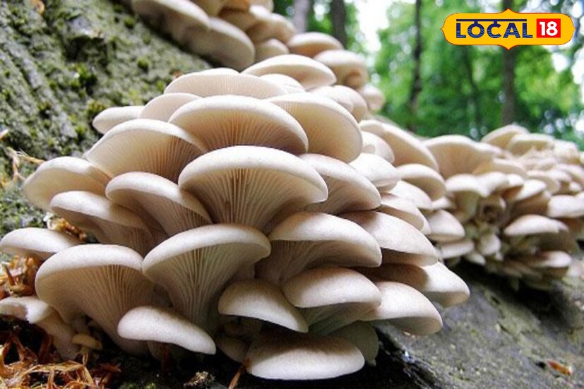 *নিয়মিত মাশরুম খাবার মাধ্যমে আপনি আপনার অতিরিক্ত চর্বি কাটিয়ে উঠতে পারেন। এটি যেমন স্বাস্থ্যকর তেমনই এতে খুব কম ক্যালোরি রয়েছে। এক কাপ মাশরুমে ৪৪ ক্যালোরি থাকে, যা কম করে রেড মিটের সমান। এই মাশরুম খেলে খুব সহজেই অতিরিক্ত চর্বি কমে যাবে।