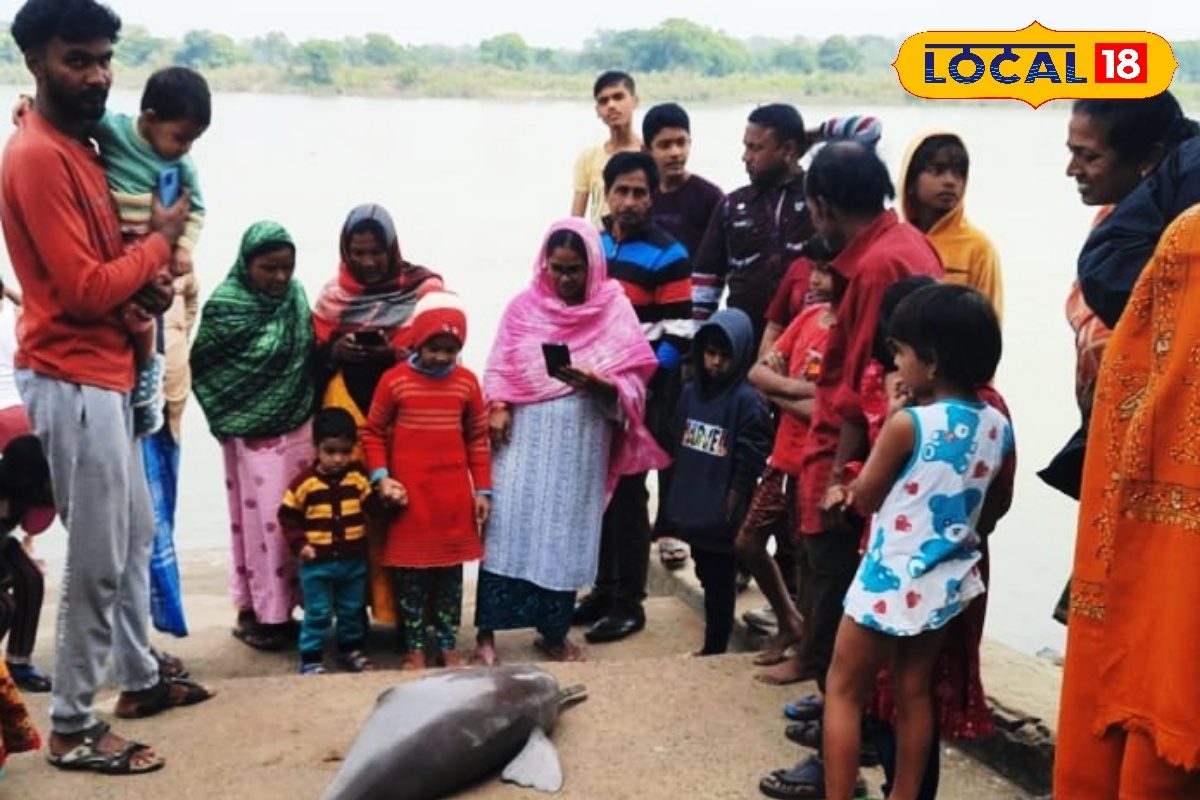 একের পর এক গাঙ্গেয় ডলফিনের মৃত্যু ঘটছে পূর্ব বর্ধমানের কাটোয়ায়, কী ঘটছে সেখানে?