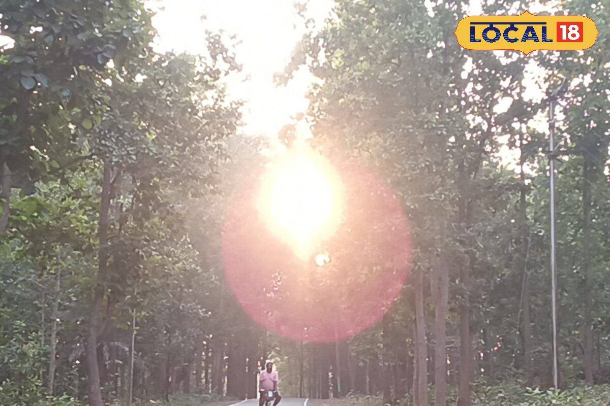 Jhargram: জঙ্গলের বুক চিড়ে রাজপথ! শাল-পিয়ালের ঘন জঙ্গলে সূর্যাস্তের মায়াবী দৃশ্য, ঝাড়গ্রামের এই জায়গায় না গেলে বড় মিস Jhargram: জঙ্গলের বুক চিড়ে রাজপথ! শাল-পিয়ালের ঘন জঙ্গলে সূর্যাস্তের মায়াবী দৃশ্য, ঝাড়গ্রামের এই জায়গায় না গেলে বড় মিস