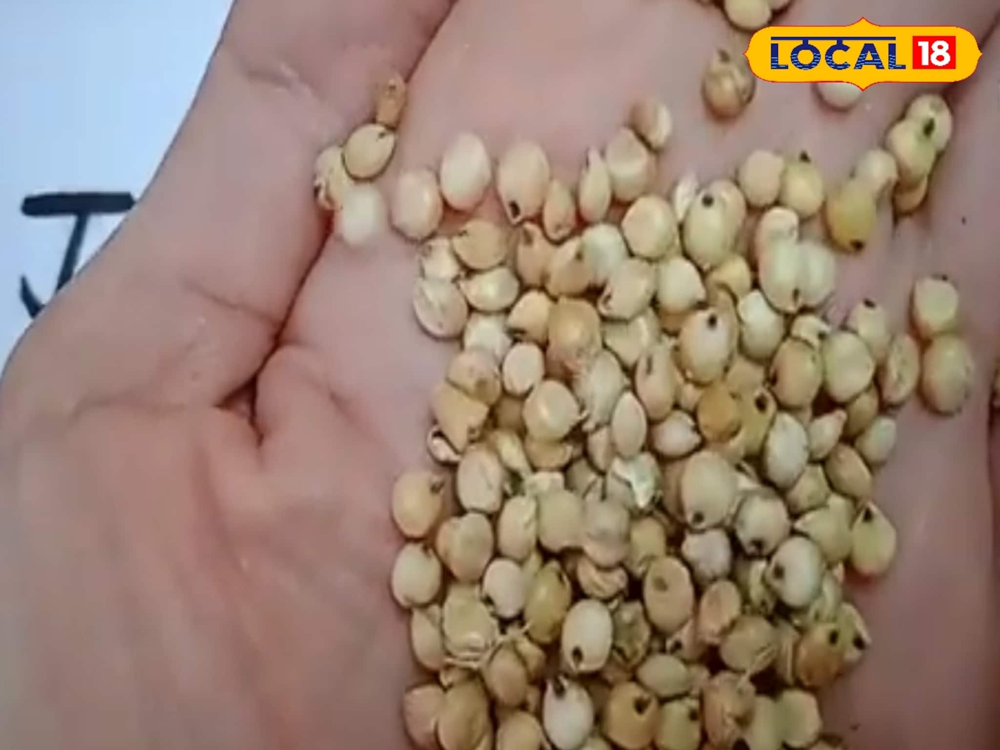 মিলেট চাল খাওয়া কতটা ভাল! কোন চালের কত দাম! জানতে হলে আপনাকে ‌যেতেই হবে এই মেলায়