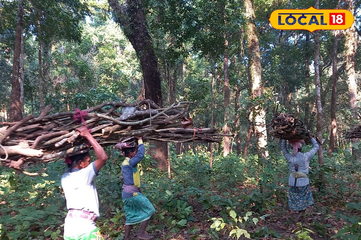 জঙ্গলে ‌গিয়ে কি এমন করতে হয় বনবস্তির মহিলাদের! অনেক সময় আর ফেরা হয় না