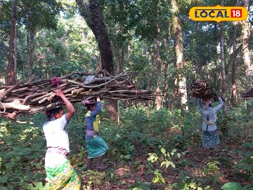 Jalpaiguri News: জঙ্গলে ‌গিয়ে কি এমন করতে হয় বনবস্তির মহিলাদের! অনেক সময় আর পরিবারের মুখই দেখতে পান না