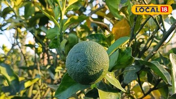 মুসাম্বি