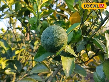 মুসাম্বি